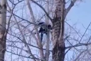 В Омске педофил "спрятался" от правосудия на дереве