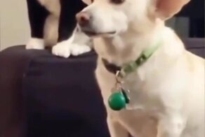 Задиристая кошка решила подраться с псом