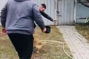 Дразнил собаку и был наказан