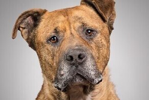 Фотограф показала, что любят разные собаки