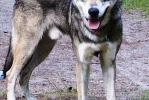 Гибриды животного мира (9 фото)