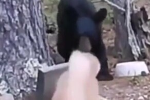 Грозный кот загнал медведя на дерево