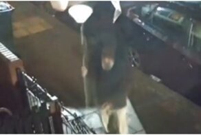 В поисках абажура: приключения рассеянного мужчины