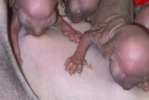 Как выглядят котята сфинкса