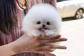 Шпиц из Южной Кореи очаровал соцсети