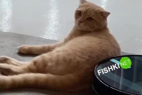 Кот против пылесоса