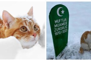 Верный кот два месяца не уходит с могилы хозяина