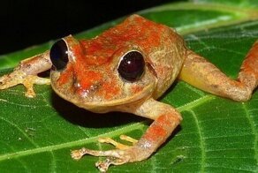 Новый вид лягушки назвали в честь Греты Тунберг