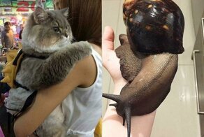 От котиков до улиток: 17 гигантов нашего мира