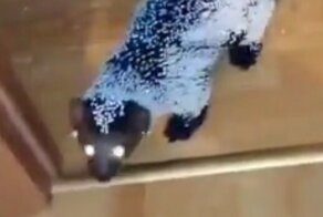 Соболь Бадди немного похулиганил