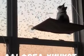 Тихий наблюдатель