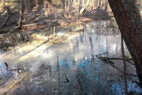 Ухажёр напоил свою 17-летнюю возлюбленную и бросил на болоте, отправившись домой спать