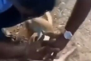 Автолюбитель из Индии вернул к жизни обезьяну