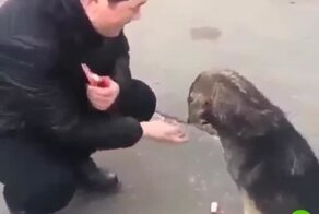 Мужчина угостил воспитанного пса