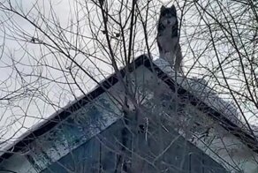 Высоко сижу, далеко гляжу