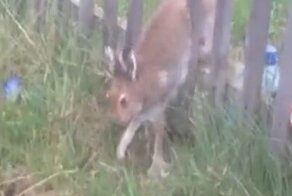 Спасение крикливого зайца