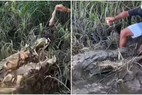 Экскурсовод чуть не стал обедом крокодила