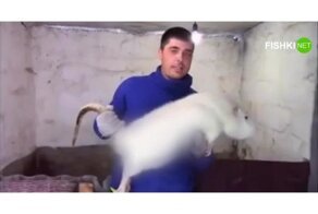 Когда съездил на каникулы к бабушке