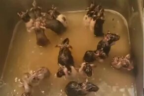 Общественная баня