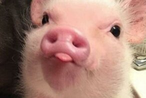 20+ чудесных фото со свинками, которые вызывают умиление