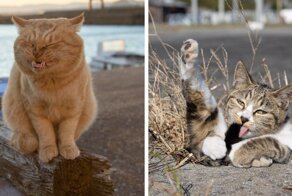 Очаровательные уличные котейки