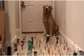 Кошка и собака проходят через коридор с препятствиями