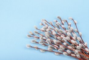 Закон природы или божье чудо: почему в декабре начинает распускаться верба?