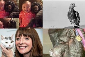 От голубя и крысы до львов и гориллы: животные-герои, бескорыстно спасшие жизни людей