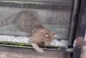 Кошки — это жидкость