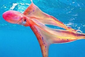 Биолог из Австралии обнаружила "осьминога-одеяло"