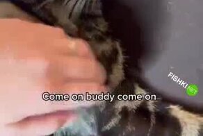 Всё испортила