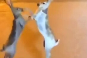  Зайцы устроили битву посреди улицы