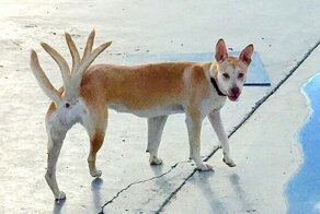 Когда хотел сфоткать панораму с питомцем - а получился фейл