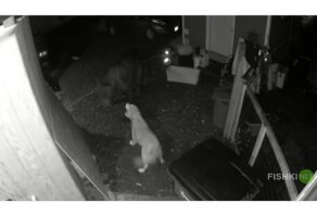 Храбрый пёс прогнал медведя