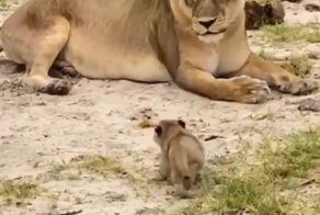 Свирепый хищник