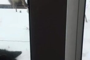 Замерзшие котики возвращаются домой