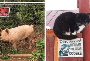 17  случаев, когда за табличкой «Осторожно, злая собака!» скрывался сюрприз