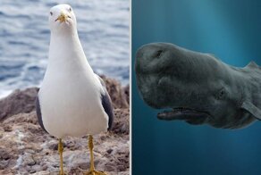 Не только чайки, но и кашалоты: самые лучшие воришки среди животных