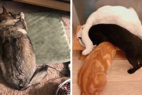 Этих домашних питомцев немного подвела логика