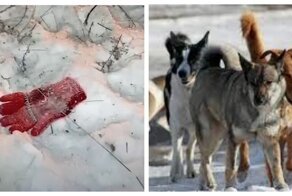 В забайкальском селе мужики взялись за ружья после того, как собаки загрызли ребёнка