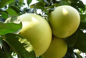 Про цитрусовые. И про то, что нужно проверять факты