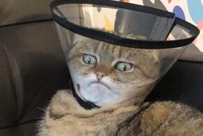 Причудливые и абсурдные картинки, претендующие на звание "Мем года"