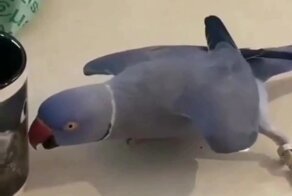 Попугай что-то замышляет