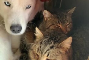 Коммунальная квартира