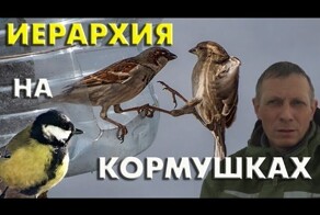 Иерархия птиц на кормушках