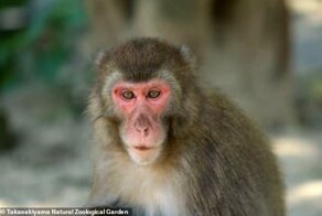 В японском зоопарке макака впервые стала "альфа-самкой"