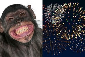 В Таиланде банкет обезьян закончился массовым бегством приматов