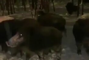 Стадо диких кабанов подкатывает к мытищинцам