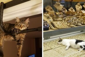 У котов есть своё представление об идеальном месте для отдыха