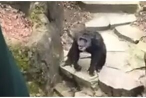 В яблочко: меткий бросок обезьяны насмешил туристов